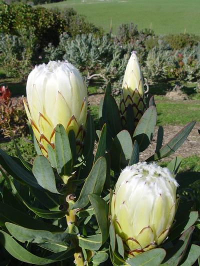 Protea Green Ice 3.5L