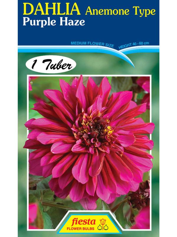 Dahlia Purple Haze