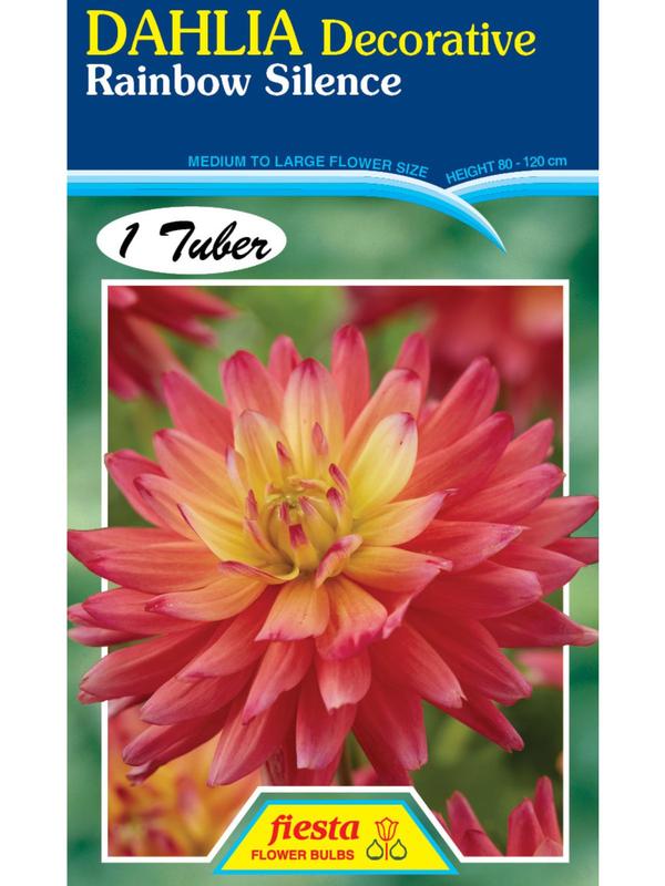 Dahlia Rainbow Silence