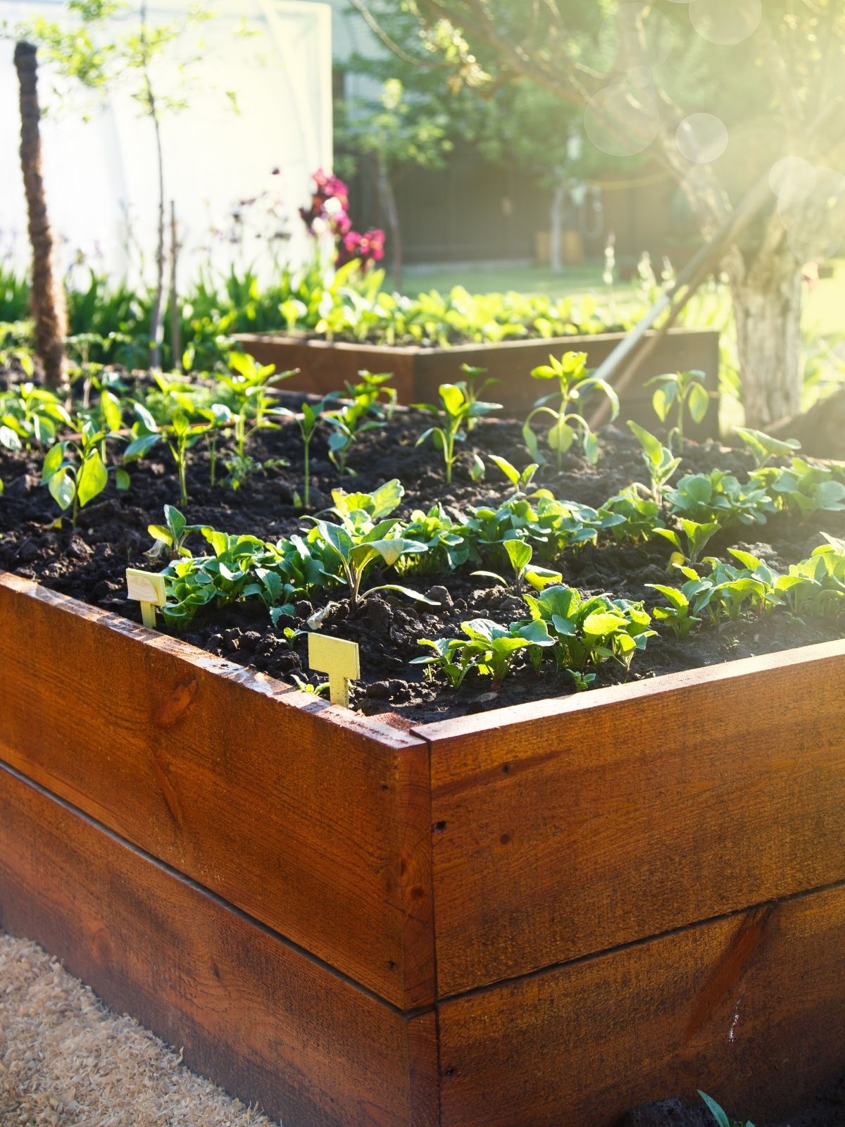 Raised Vegetable Gardens