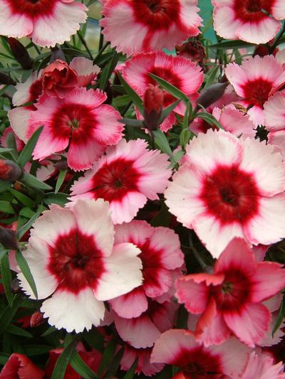 Potted Colour - Dianthus Raspberry
