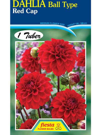 Dahlia Red Cap