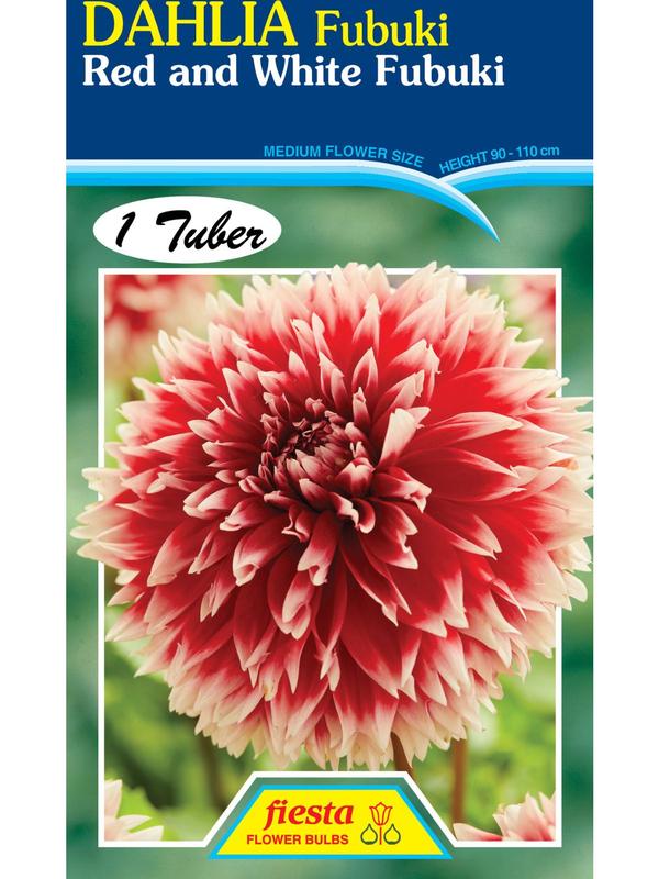 Dahlia Red and White Fubuki