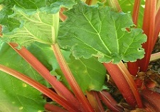Rhubarb, rhubarb fruit, rhubarb plants
