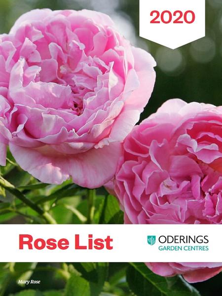 Online roses, new season roses, oderings roses, rose catalogue, rose list 