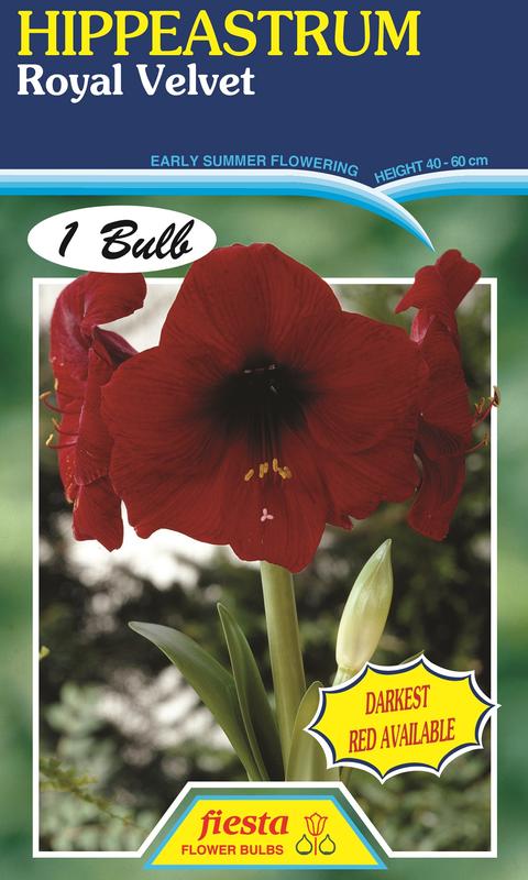 Hippeastrum Royal Velvet