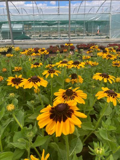 Rudbeckia Golden Yellow