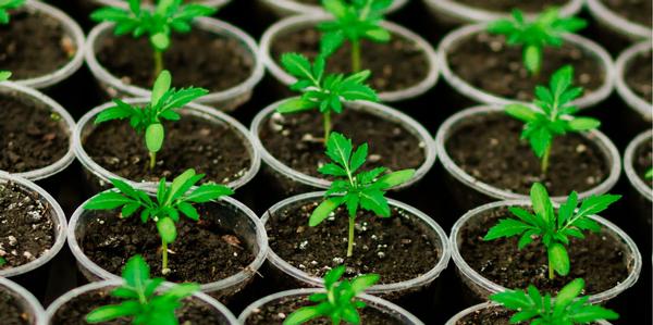 Oderings | Flower Seeds