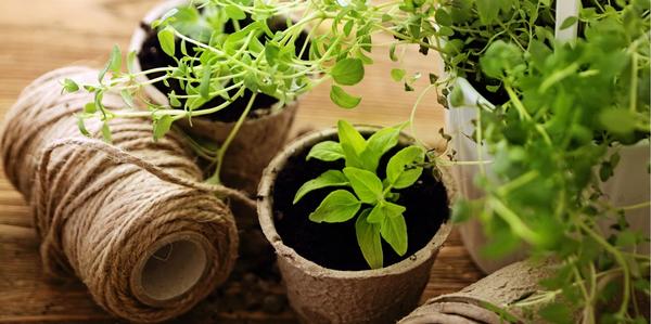 seed range, fresh and healthy