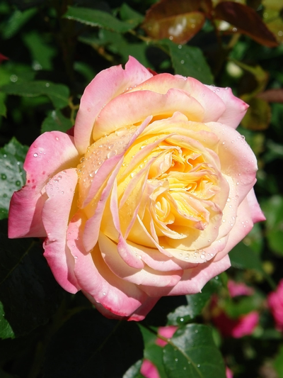 Rose Sheilas Perfume