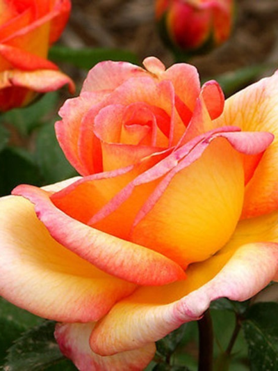 Rose Sheilas Perfume