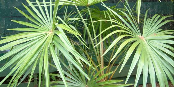 Tropical Trees