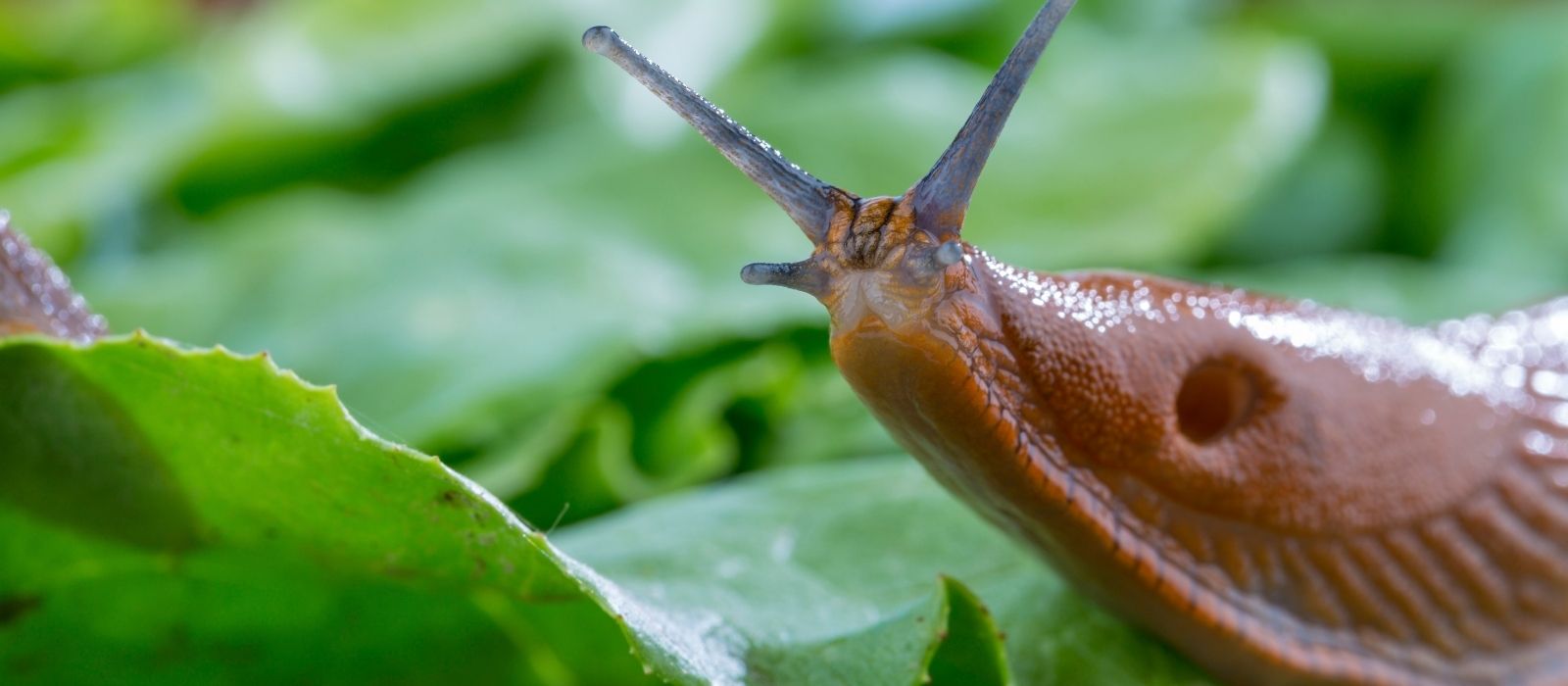 Slugs, Snails, and Caterpillars Slugs, Snails, and Caterpillars