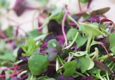 grow fresh sprouts, at home