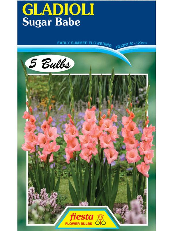 Gladioli Sugar Babe