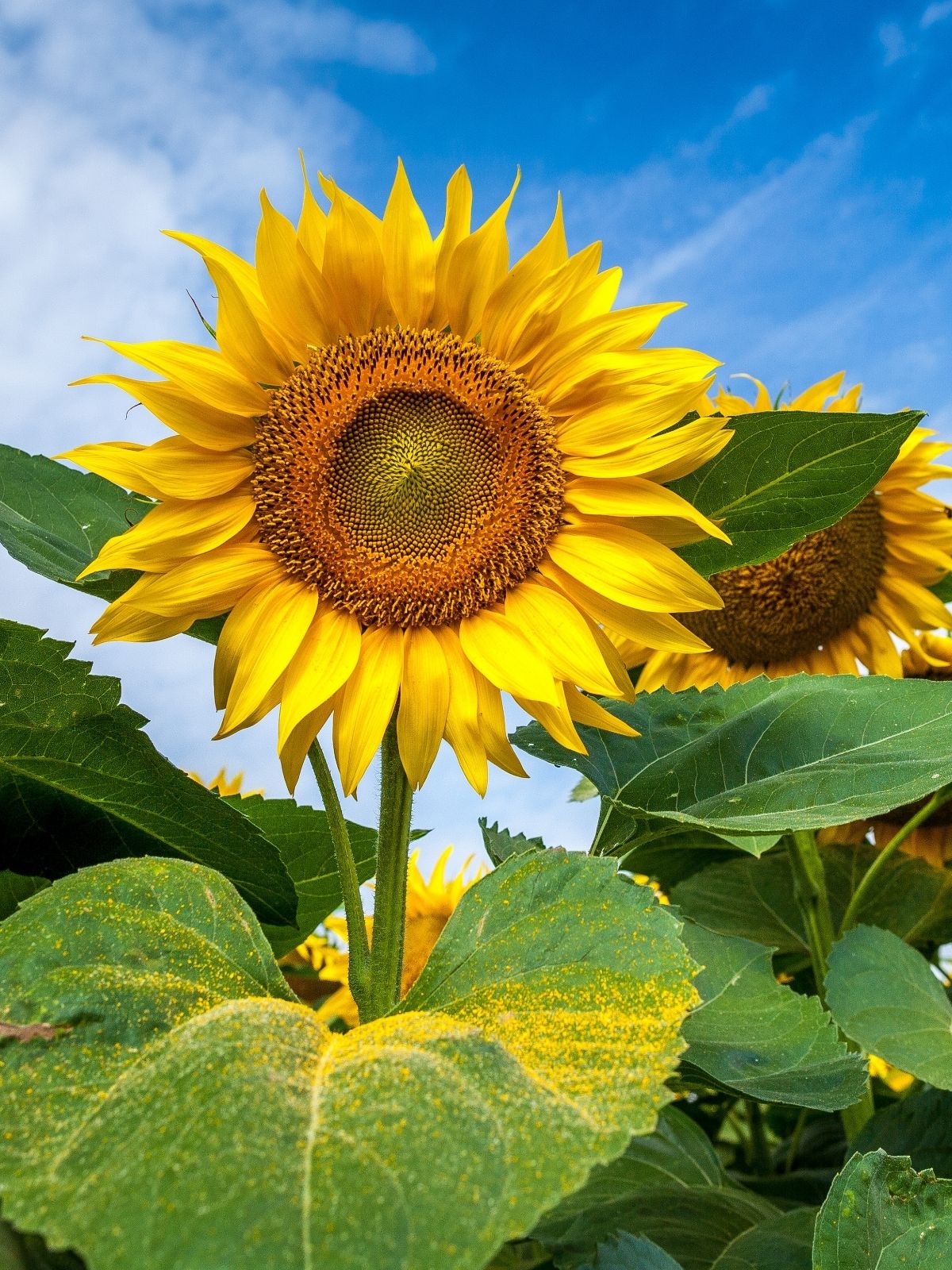Growing Sunflowers