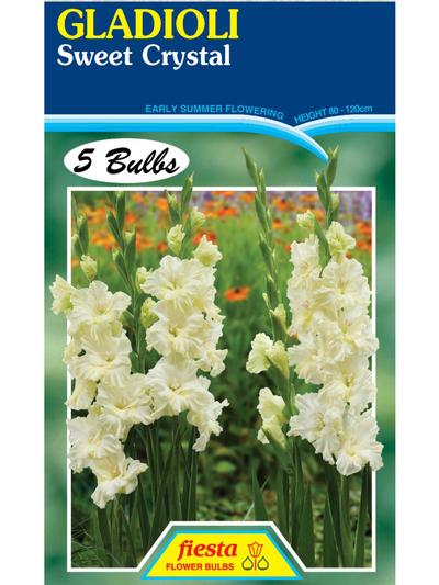 Gladioli Sweet Crystal