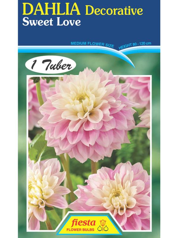 Dahlia Sweet Love
