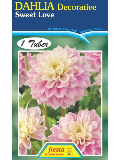 Dahlia Sweet Love