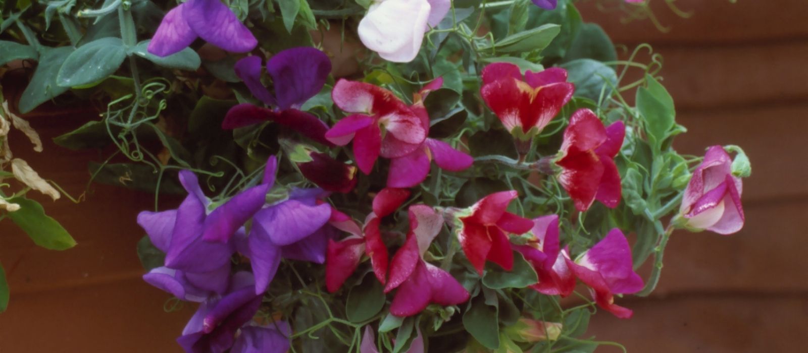 Growing Sweet Peas Growing Sweet Peas