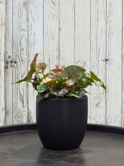 Syngonium Mahogany