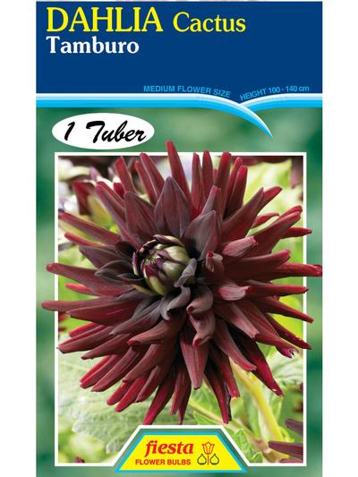 Dahlia Tamburo Dahlia Tamburo