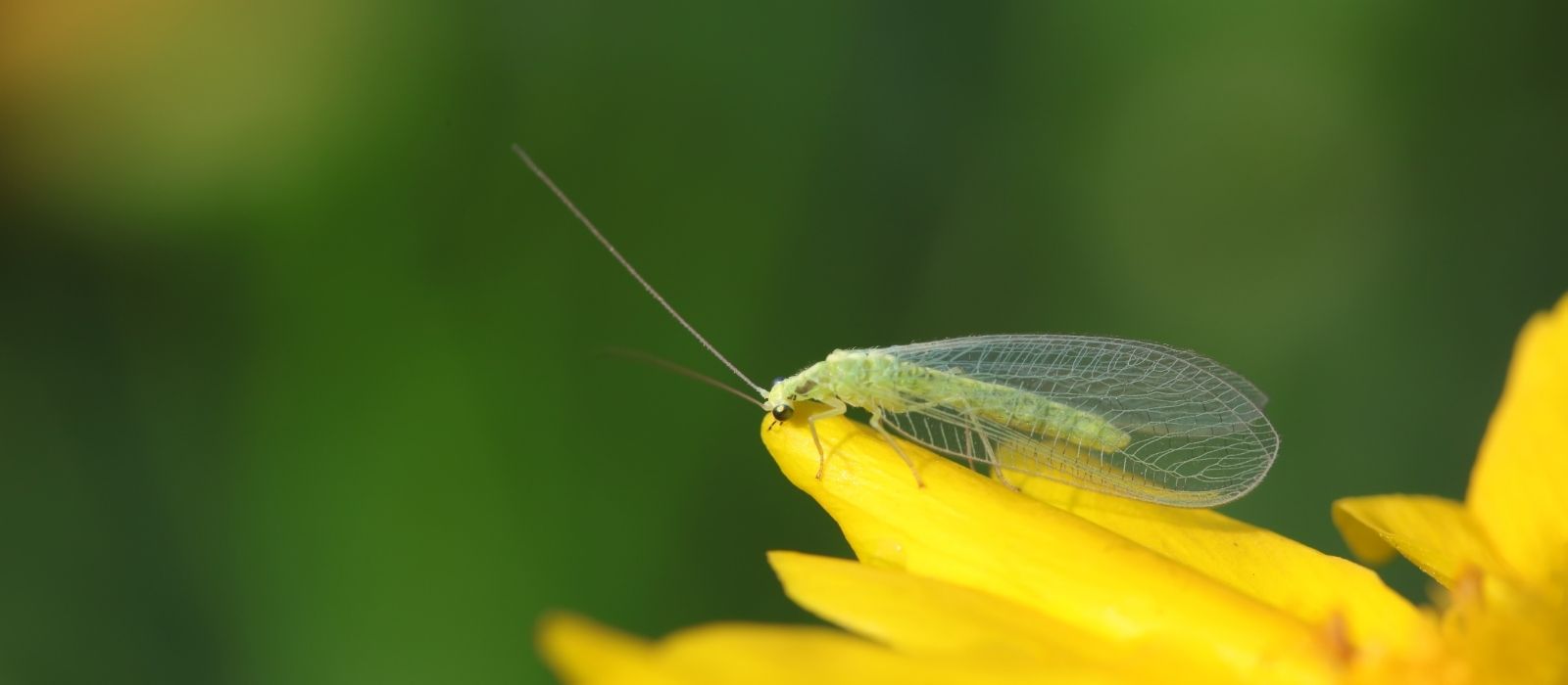 Beneficial Insects Beneficial Insects