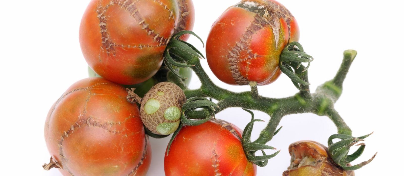 Tomato Doctor Tomato Doctor