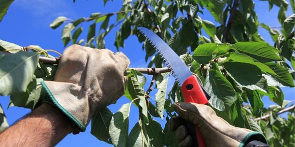 tools & gloves, cutting, tools,Hand Saws