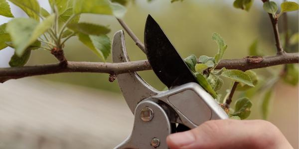 Secateurs, Tools, cutting
