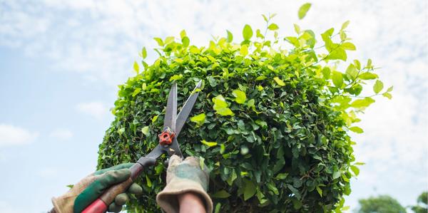 tools & gloves, Loppers & Shears, scissors