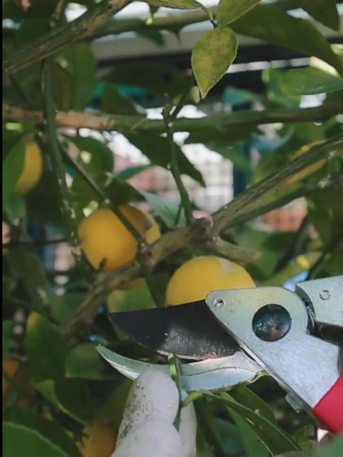 Growing Citrus Growing Citrus