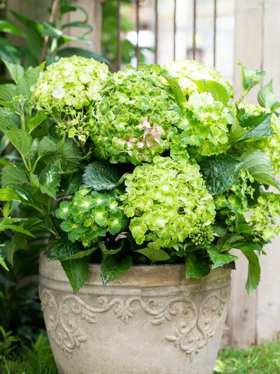 Hydrangea Vibrant Verde 17cm