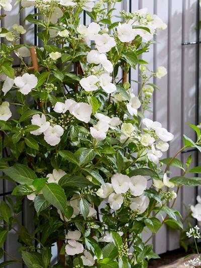 Hydrangea Runaway Bride 17cm