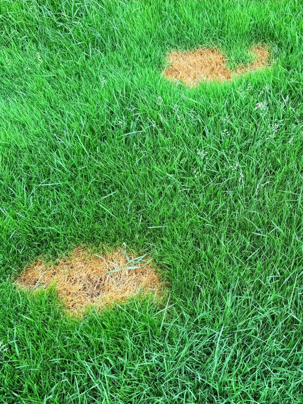 Repairing Patchy Lawns