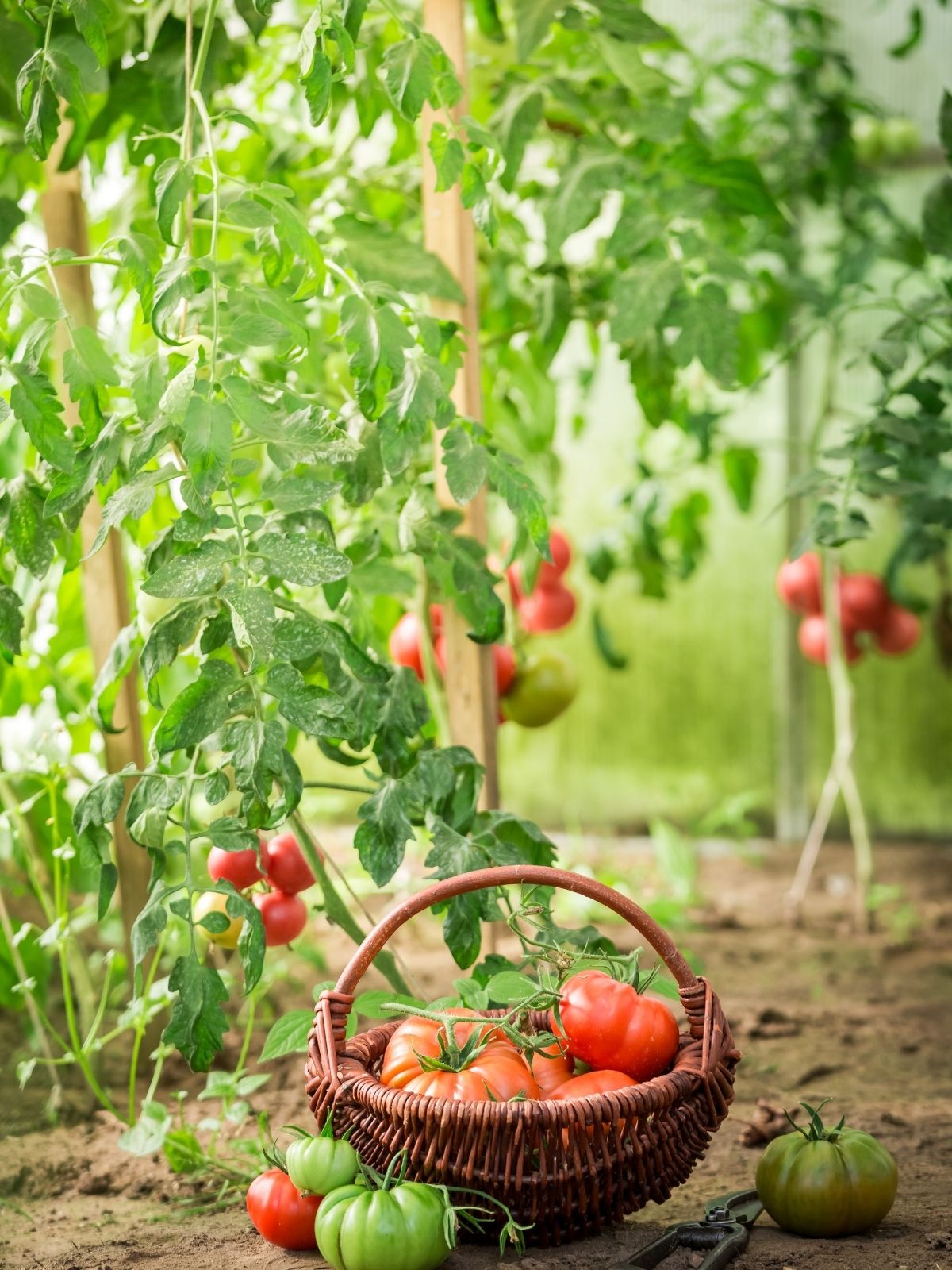 Tomato 2025 Variety Line-Up