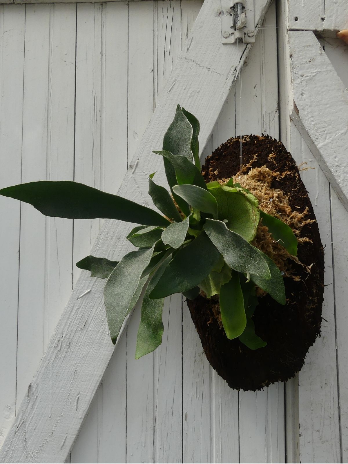 Mounting a Staghorn Fern