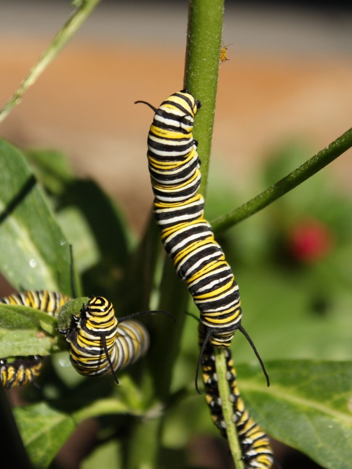Growing to Attract Butterflies
