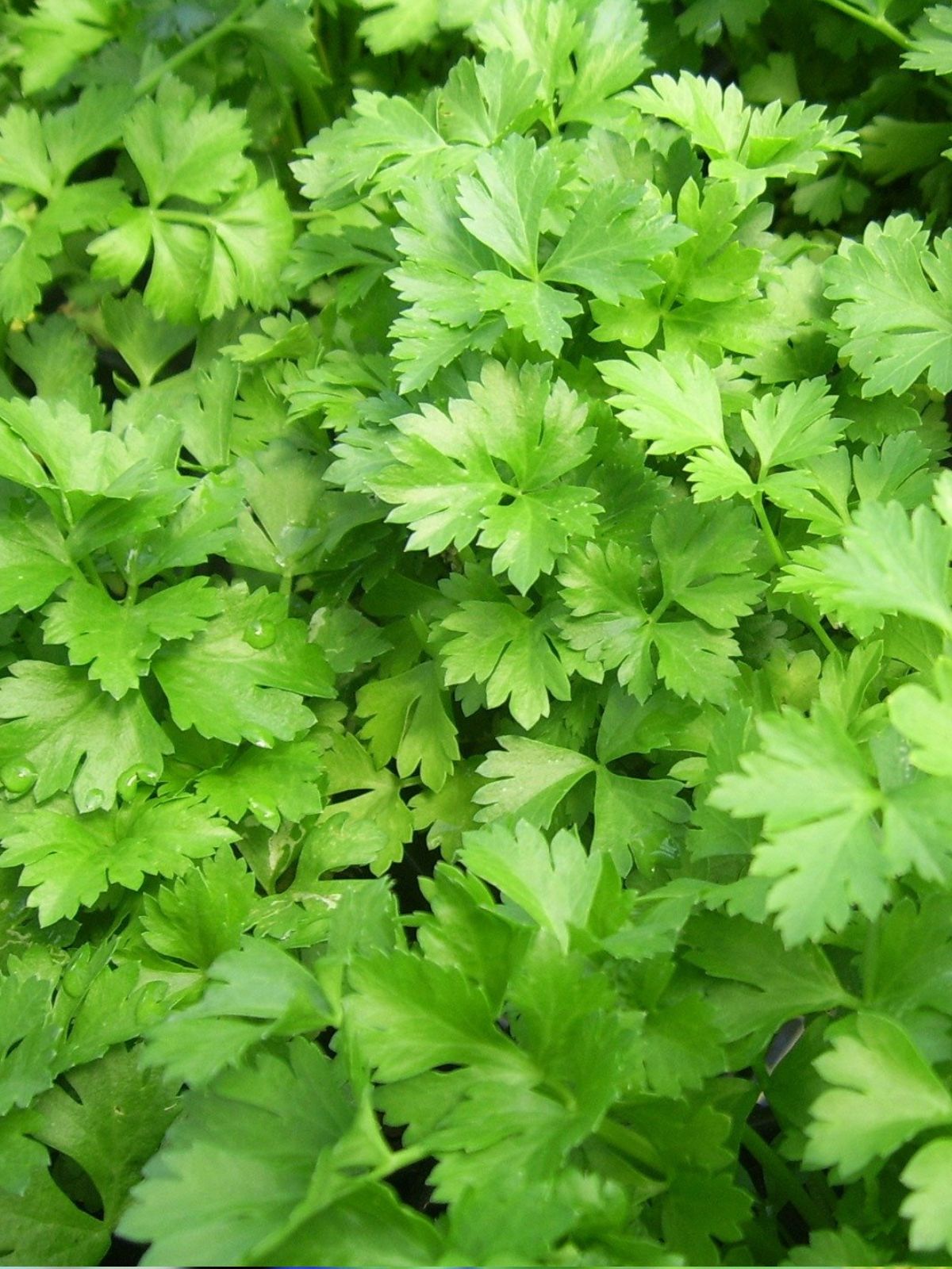 Parsley Italian