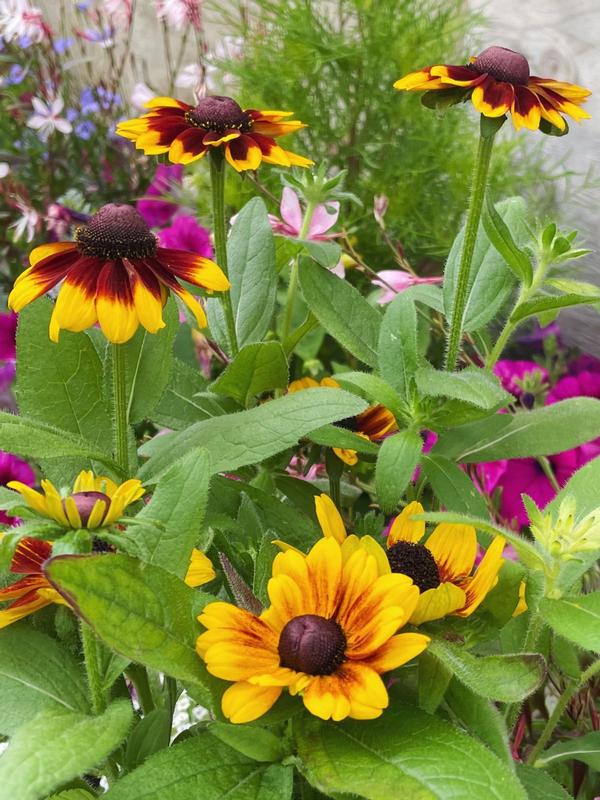 Rudbeckia Rustic Shades