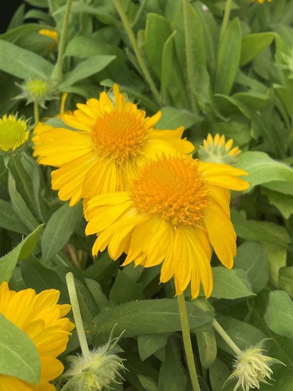 Gaillardia Yellow