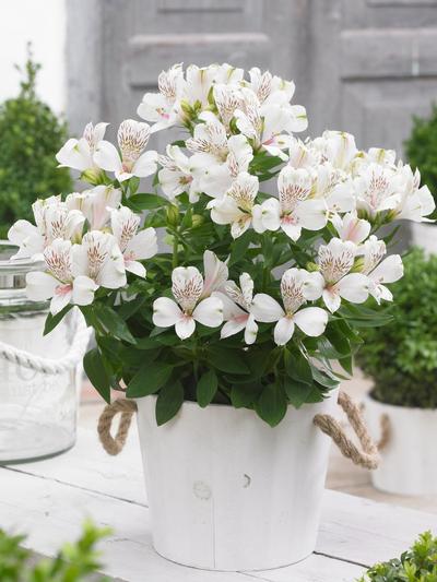Alstroemeria Magic White 2.5L