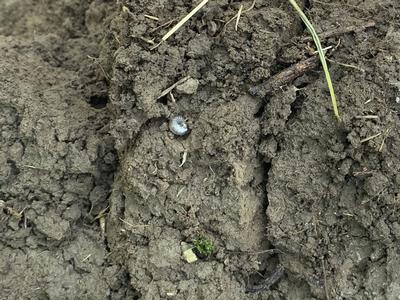 Grass Grub in soil