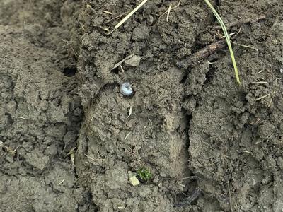 Grass Grub in soil