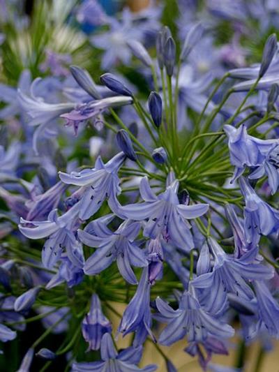 Agapanthus Sarah 2L 