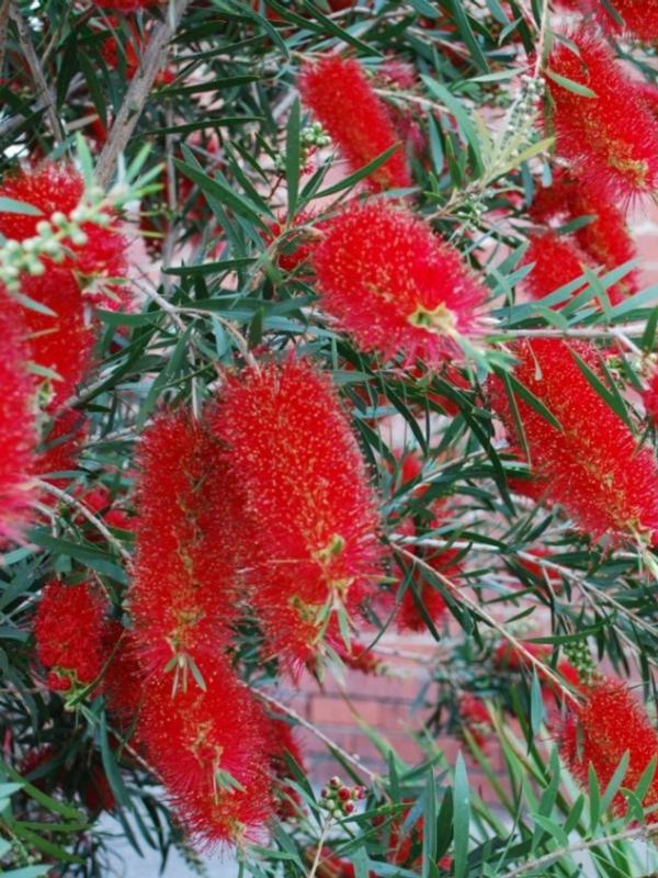 Callistemon Kings Park Special 4L