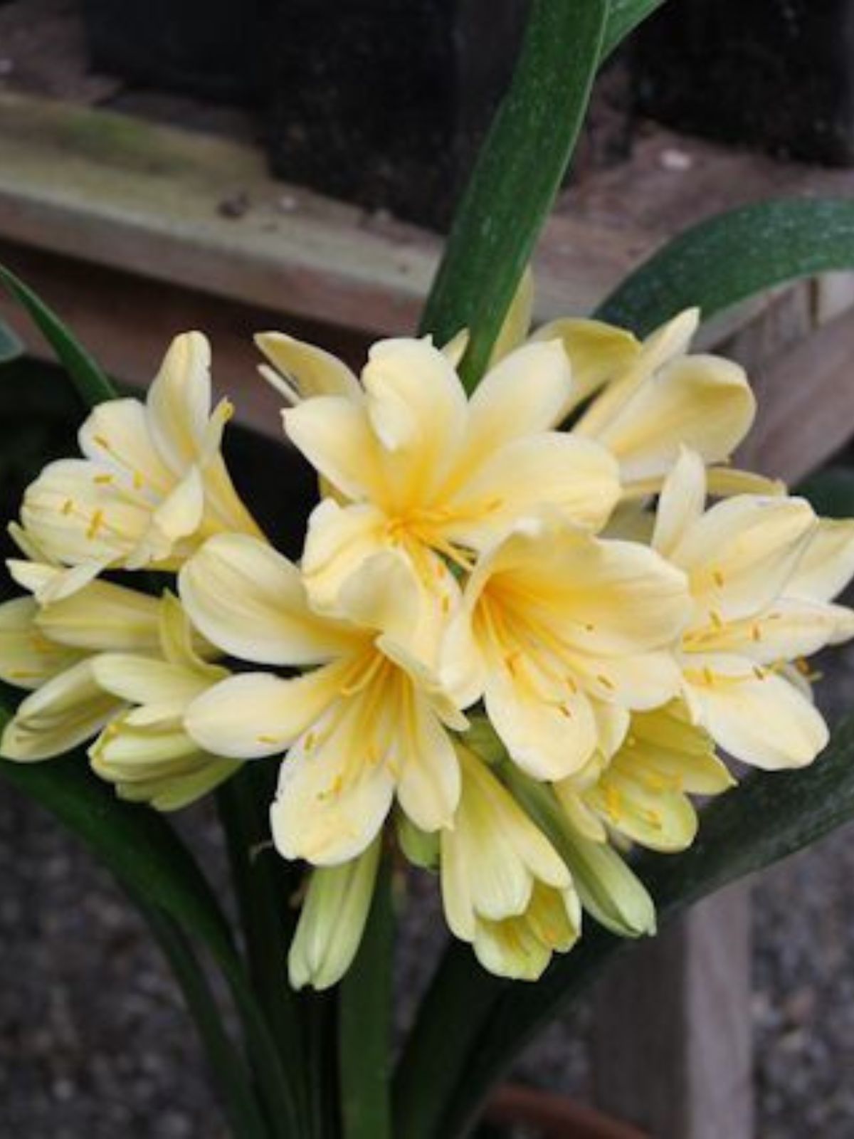 Oderings Garden Centres Shrub Clivia Moonglow