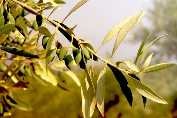Gardening Guide, How To Grow Olive Trees