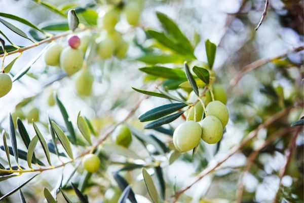 Oderings Garden Centres  Gardening Guide - How To Grow Olive Trees