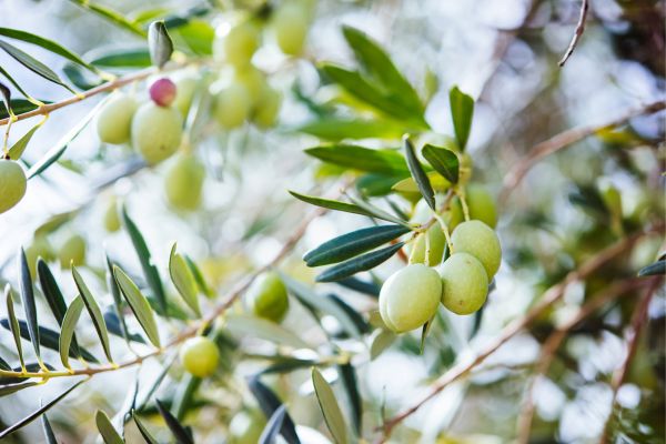 Gardening Guide, How To Grow Olive Trees